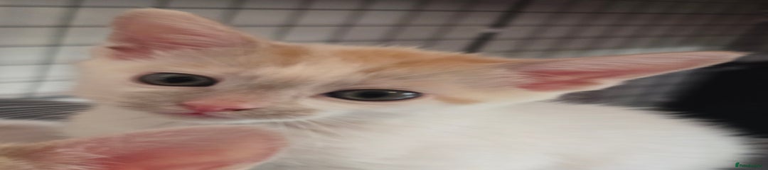 Mixed Breed Kitten 1