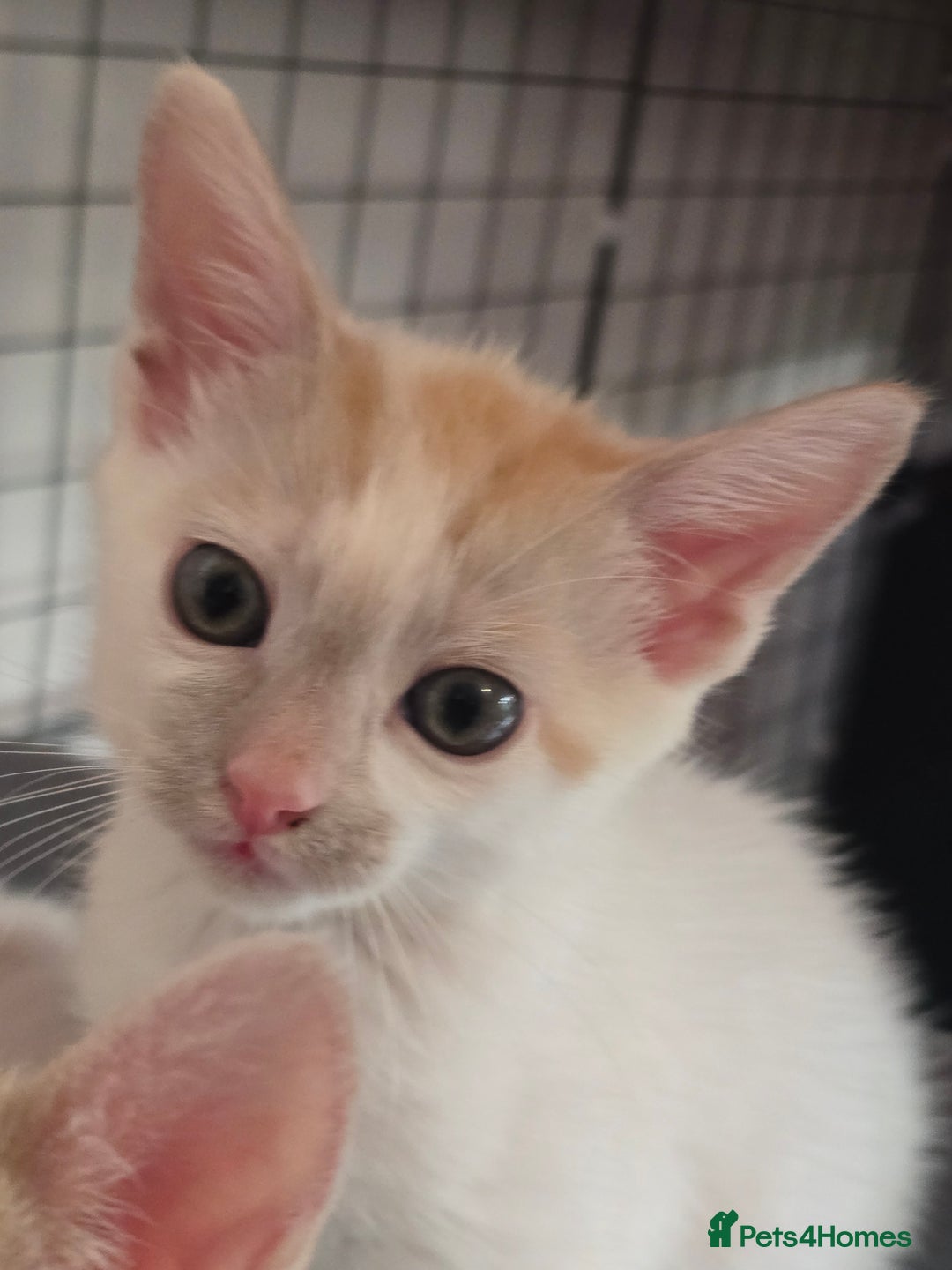Mixed Breed cats for sale: Kittens 🐯🩷💛 - Image 5