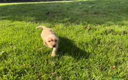 Labrador Retriever dogs for sale: Labrador puppies - Image 8