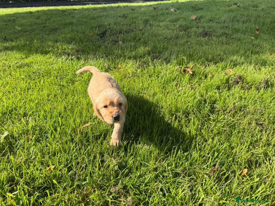 Labrador Retriever dogs for sale: Labrador puppies - Image 8