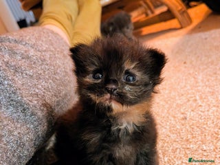 Maine Coon cats Maine Coon cuties - Advert 1