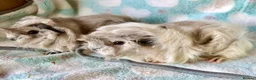 Guinea Pig rodents for sale: Baby Peruvian brothers  - Advert 3