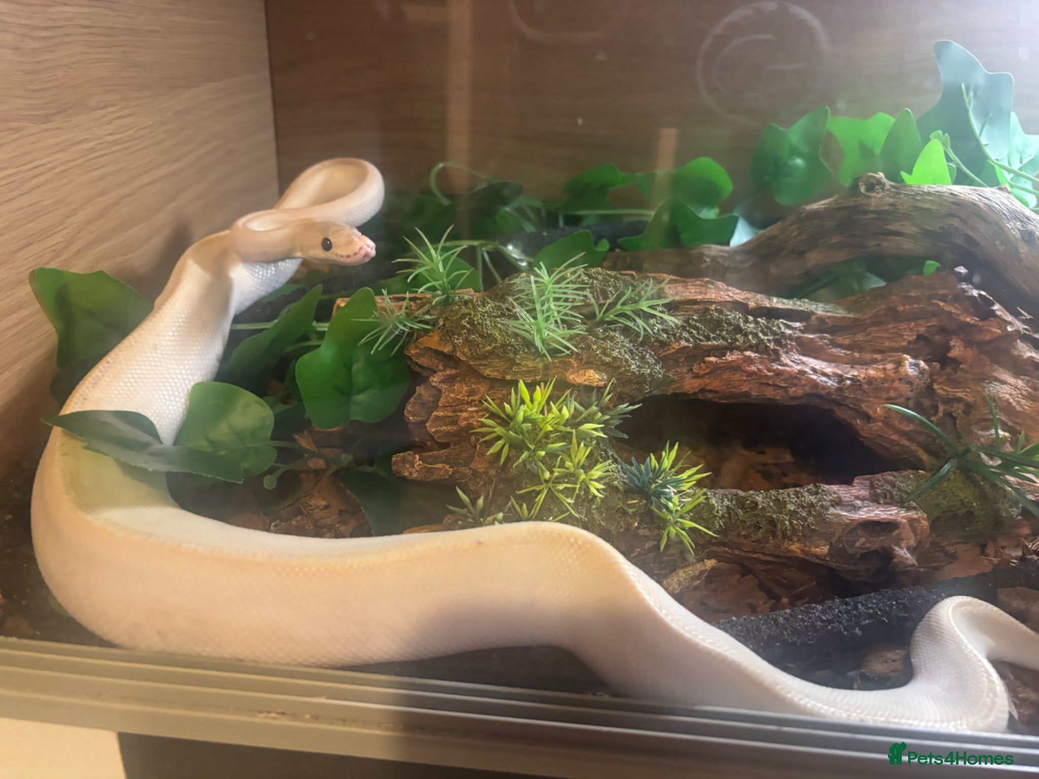 Snake reptiles Royal pythons, corns & Mexican king black snakes  - Advert 1