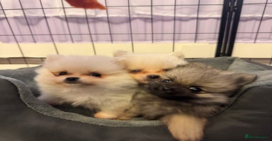 Pomeranian dogs - Advert 14