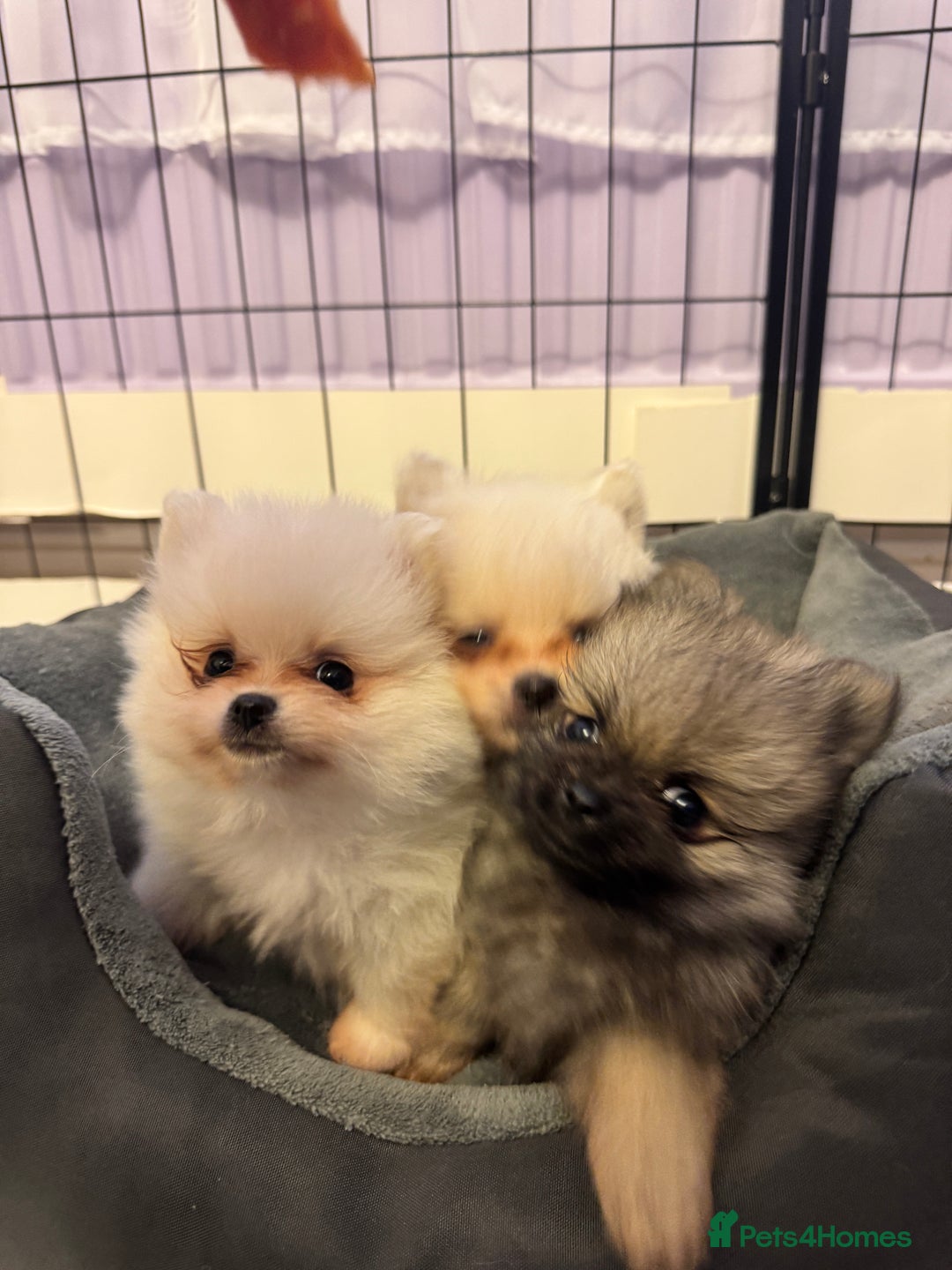 Pomeranian dogs for sale: ❤️Beautiful Pomeranian puppies❤️ - Advert 8