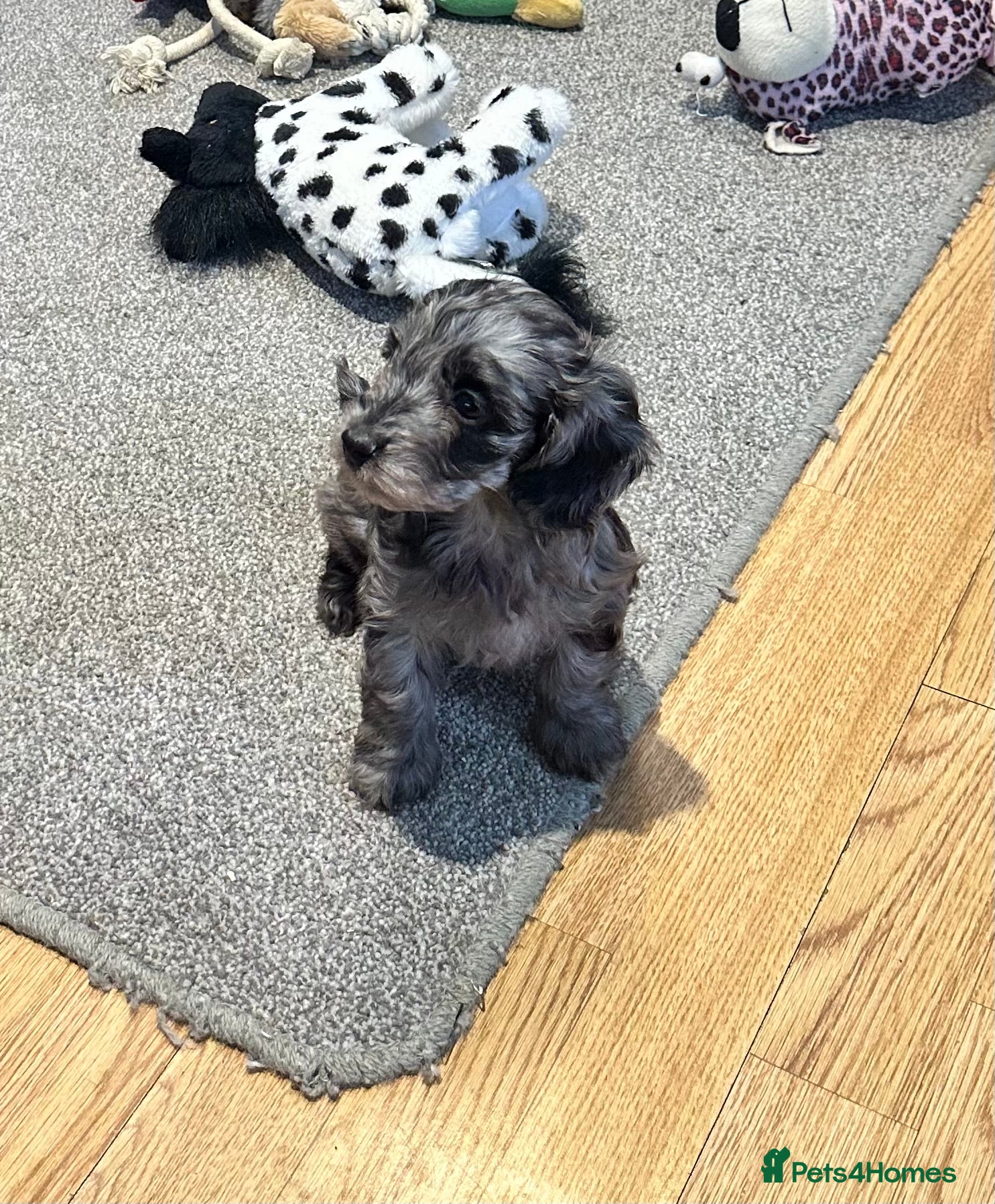 Doxiepoo dogs for sale: Stunning dachshund/poodle pups - Advert 15