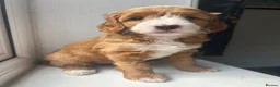 Double Doodle dogs for sale: Gorgeous Australian double doodle puppies - Advert 12