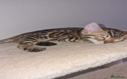Bengal cats for sale: 3 Gorgeous Bengals kittens 😻😻❤️❤️❤️ - Image 24