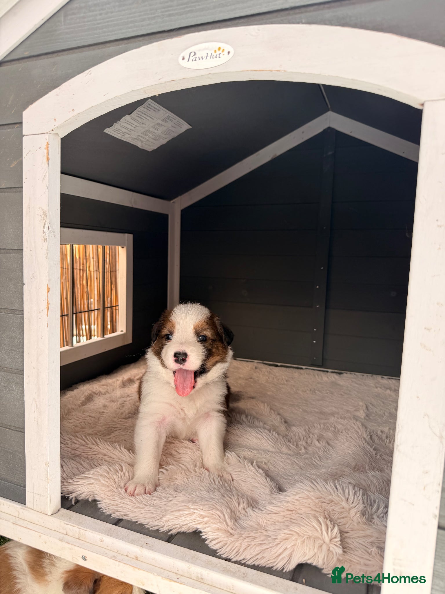 Border Collie dogs Stunning Show line puppies,various colours  - Advert 1