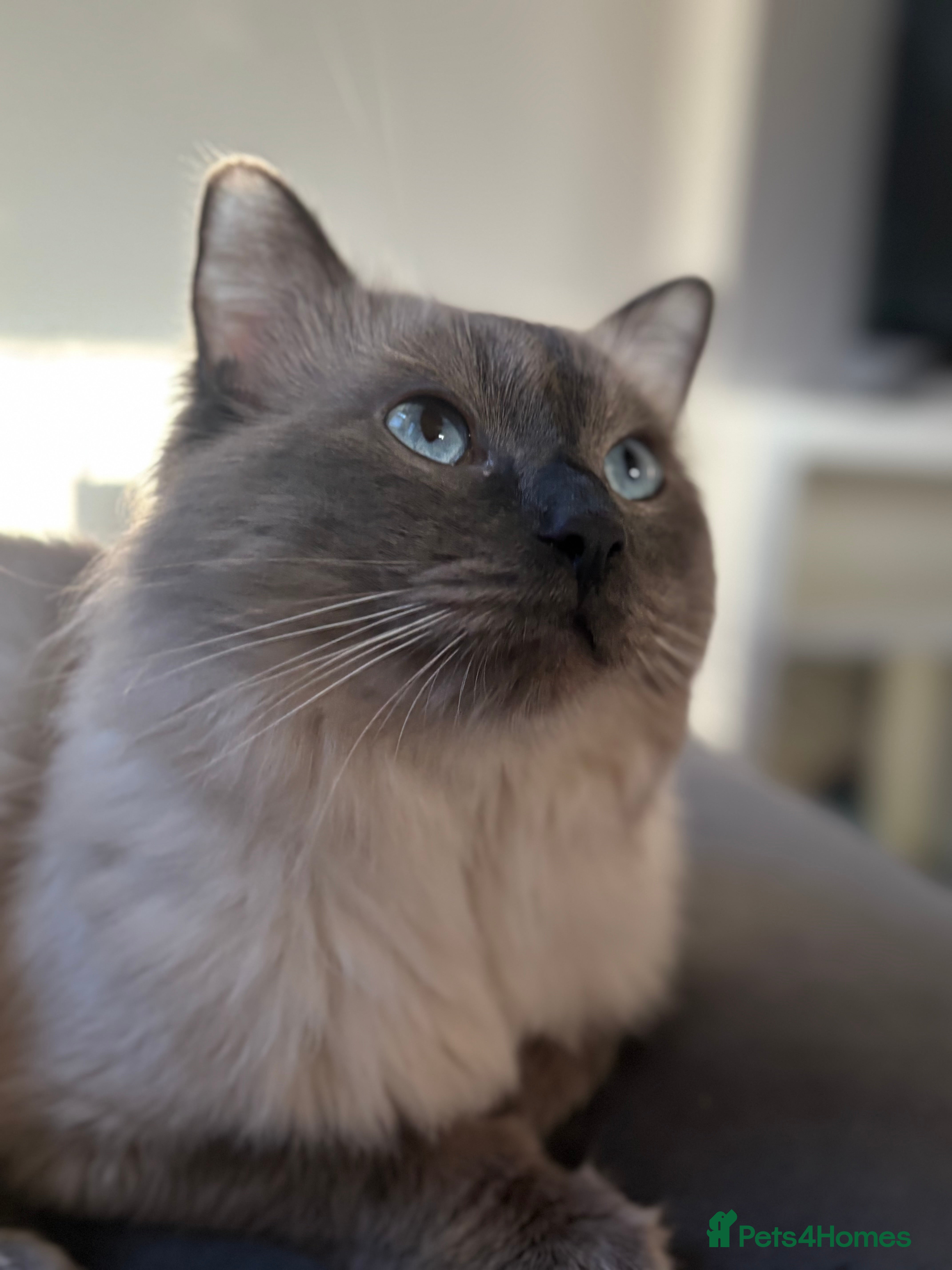 Ragdoll cats Blue Point Ragdoll for stud 🩵 - Advert 8