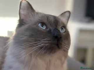 Ragdoll cats Blue Point Ragdoll for stud 🩵 - Advert 8