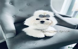 Maltese dogs for stud: ✨Exquisite DOLL KC Korean Maltese Stud DNA Clear ✨ - Image 15