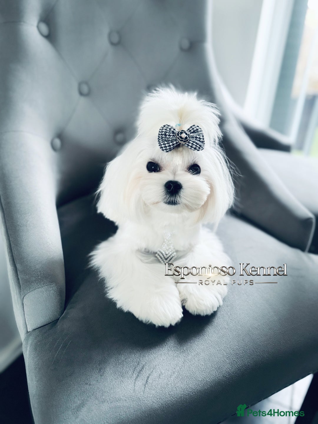 Maltese dogs for stud: ✨Exquisite DOLL KC Korean Maltese Stud DNA Clear ✨ - Image 15