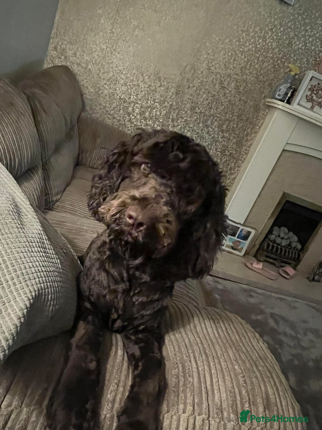 Cockapoo dogs for sale: Cockapoo pups - Image 10