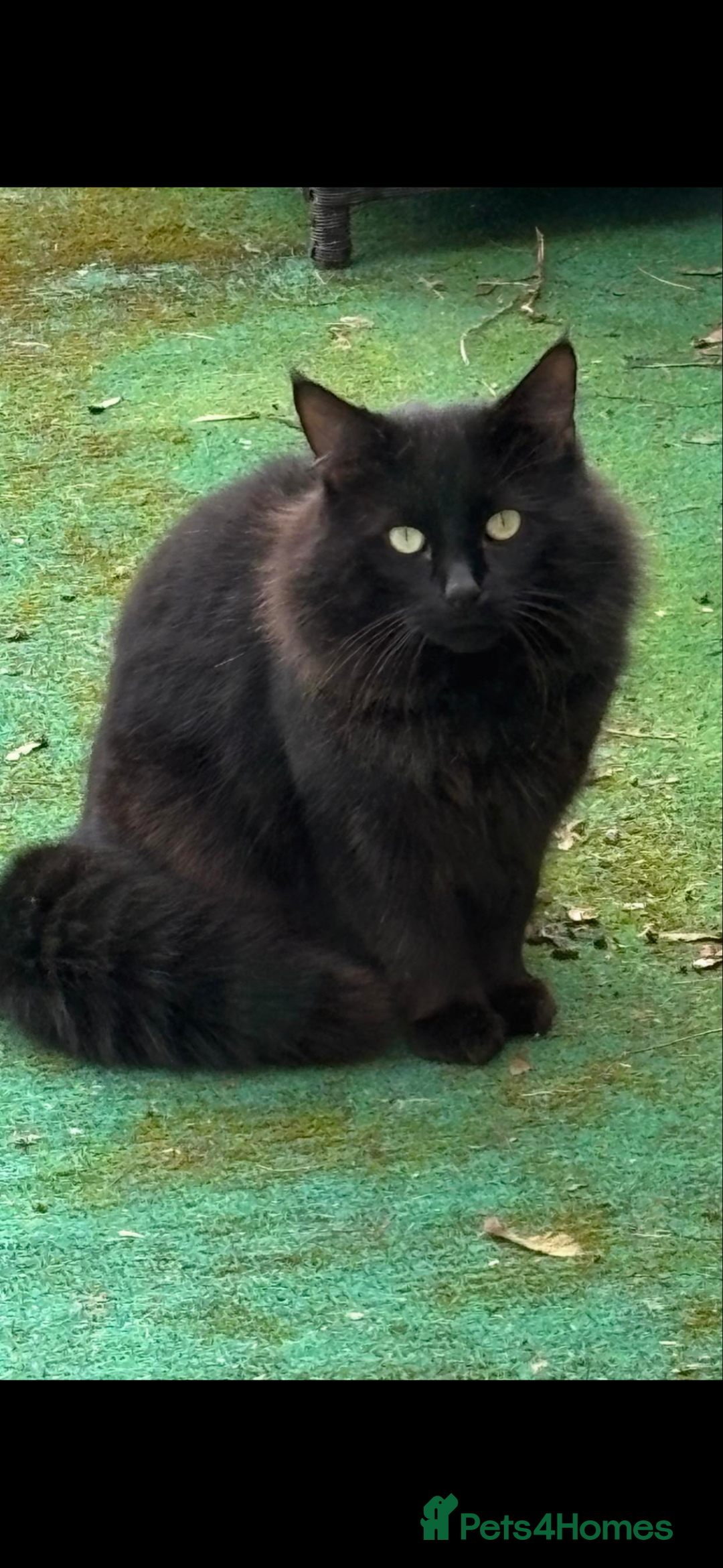 Norwegian Forest Cat cats for sale: Norwegian forest X Black Bombay Kitten (1 boy left - Advert 4