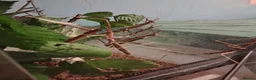 Stick Insects invertebrates for sale: Stick insects babies and adults - Advert 2
