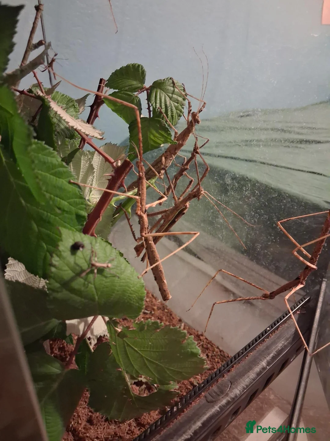 Stick Insects invertebrates for sale: Stick insects babies and adults - Advert 2