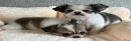 Pomchi dogs for sale: Beautiful female pomchi - Advert 23