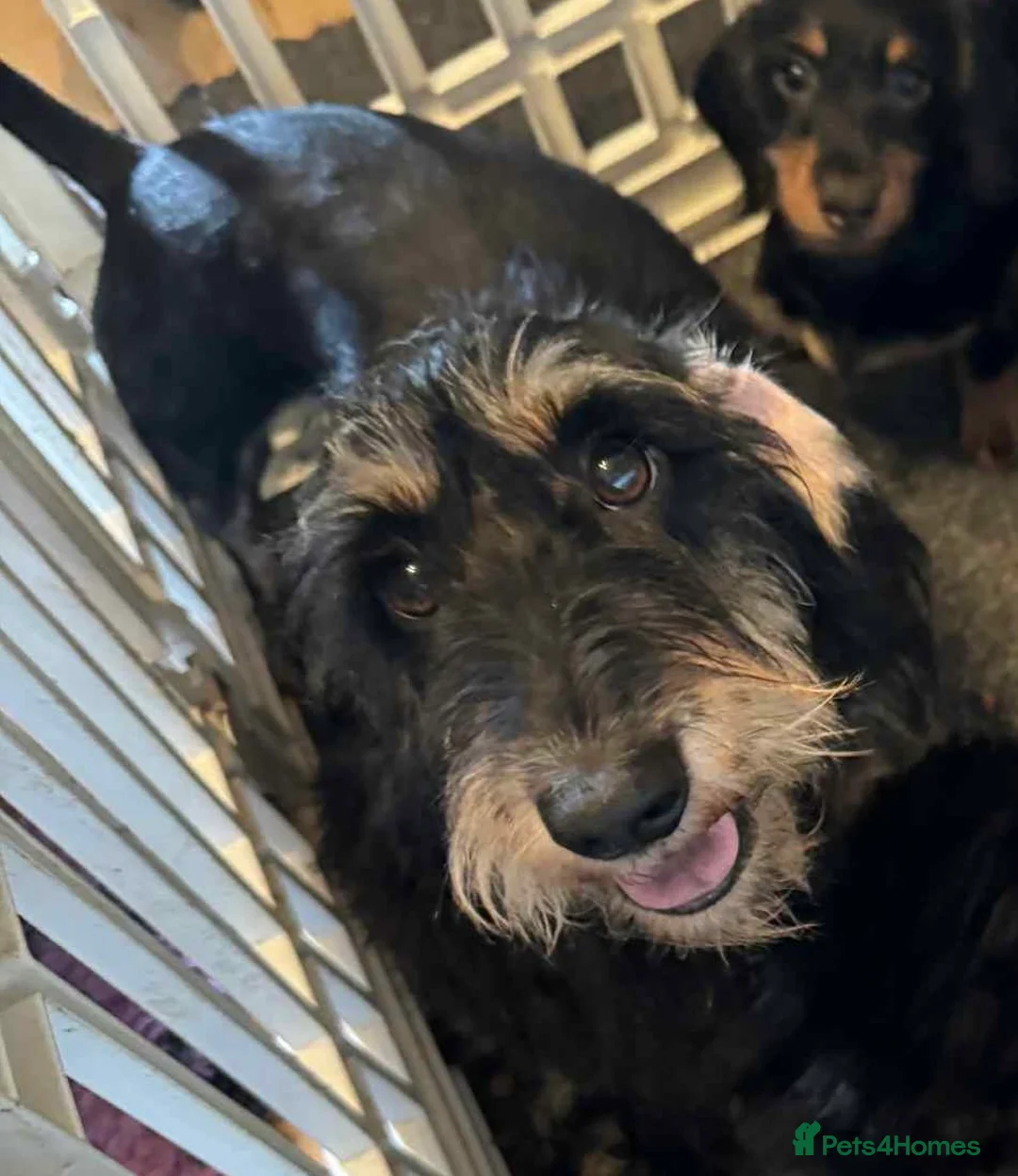 Mixed Breed dogs for sale: Dachund cross Bichon - Advert 2