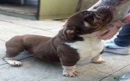American Bully dogs for sale: Exotic bulldog  - Image 2