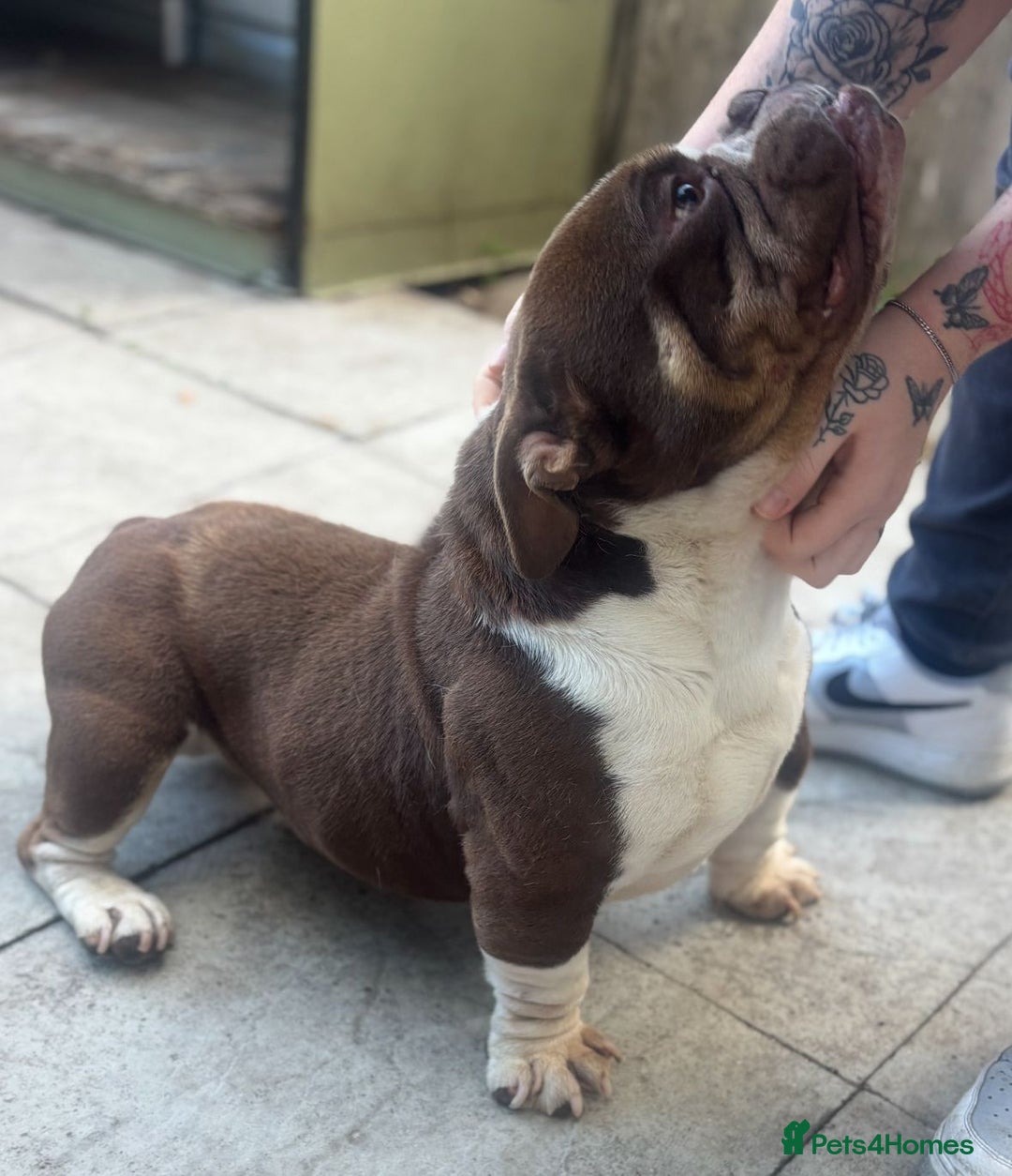 American Bully dogs for sale: Exotic bulldog  - Image 2