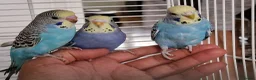 Budgerigars birds for sale: Super silly hand tamed baby budgies  - Advert 3