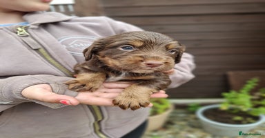 Cocker Spaniel dogs - Advert 15
