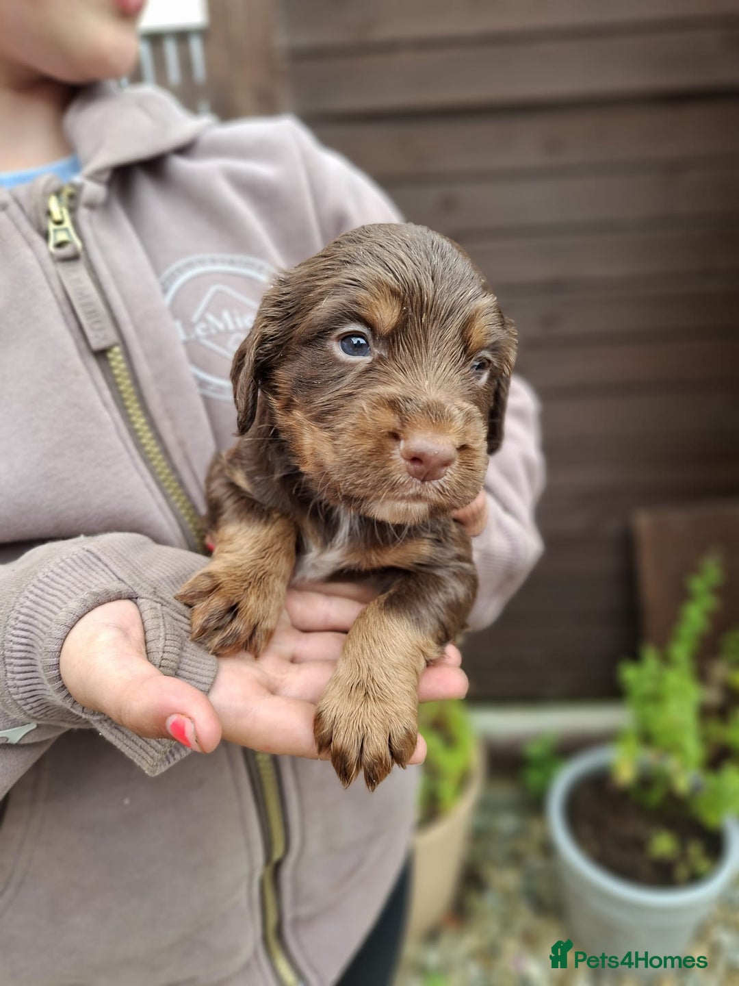 Cocker Spaniel dogs for sale: Working cocker spaniels  - Image 2