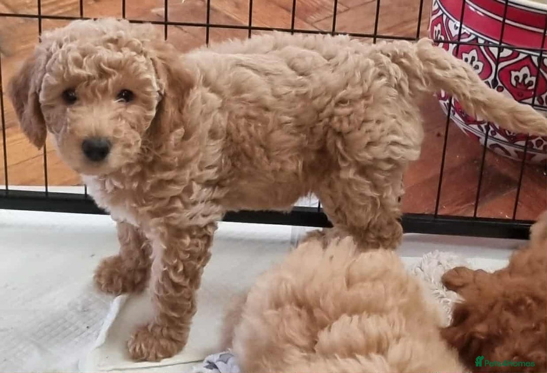 Miniature Poodle dogs for sale: Cafe au lait female miniature poodle - Image 5
