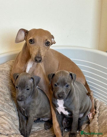 Italian Greyhound dogs - Advert 1