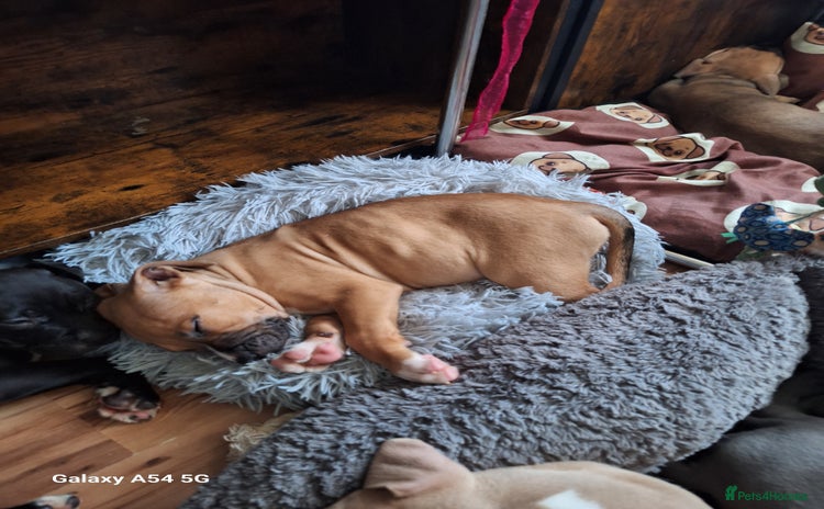 American Bulldog dogs 11 little hearts need their forever home - Advert 10