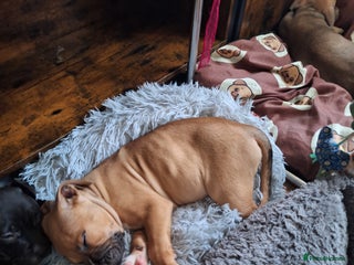 American Bulldog dogs 11 little hearts need their forever home - Advert 11