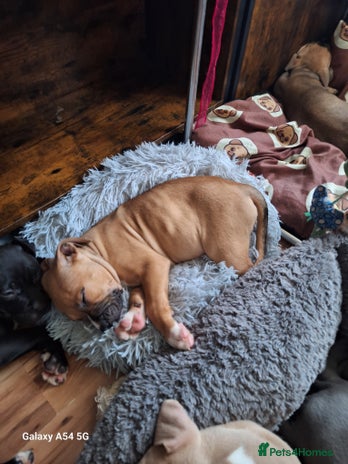 American Bulldog dogs 11 little hearts need their forever home - Advert 10