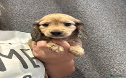 Miniature Dachshund dogs for sale: Miniature long haired CREAM boys  - Image 18