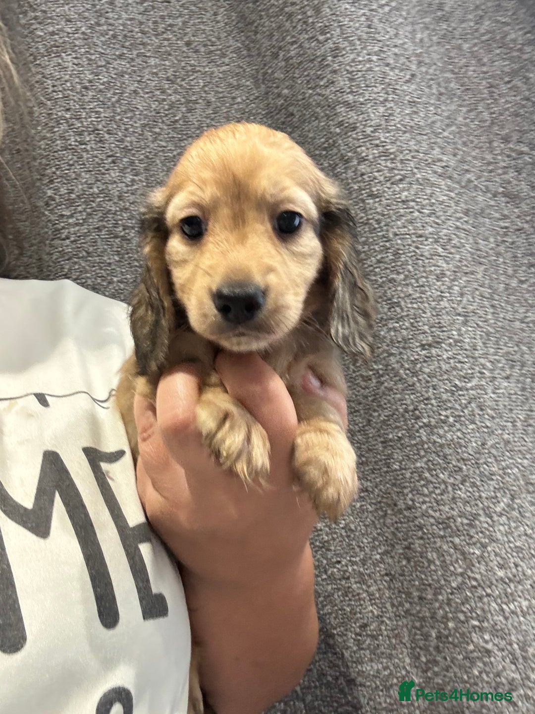 Miniature Dachshund dogs for sale: Miniature long haired CREAM boys  - Image 18