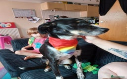 Mixed Breed dogs for sale: meet carly  - Image 1