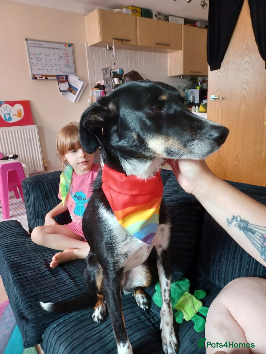 Mixed Breed dogs for sale: meet carly  - Image 1