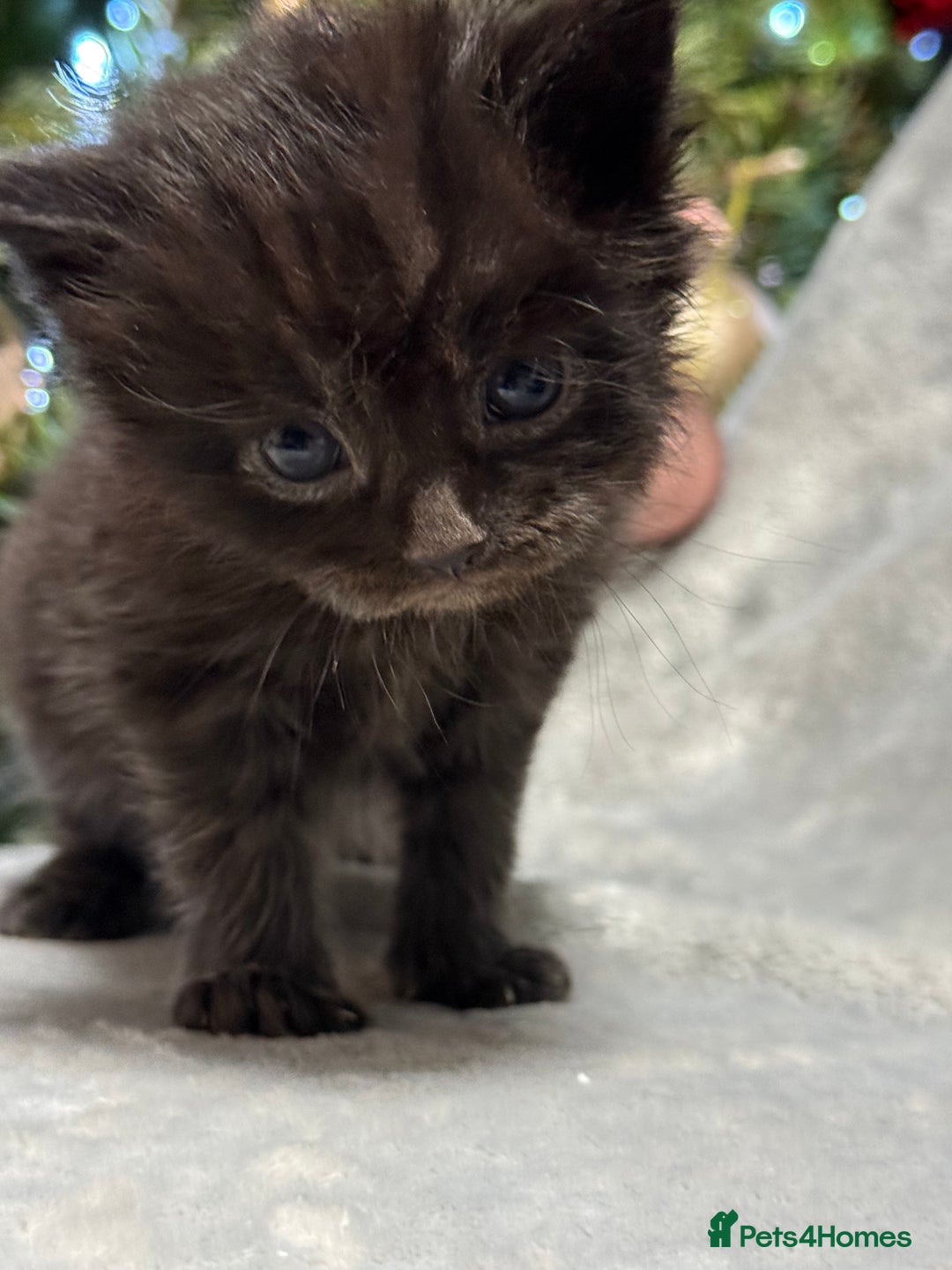 Maine Coon cats for sale: 5 adorable maine coon kittens - Advert 16