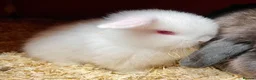 Mini Lop rabbits for sale: Mini lop beautiful small chunky baby girl - Advert 2