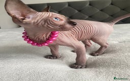 Sphynx cats for sale: Canadian sphinx kittens blue eyes girls  - Image 22