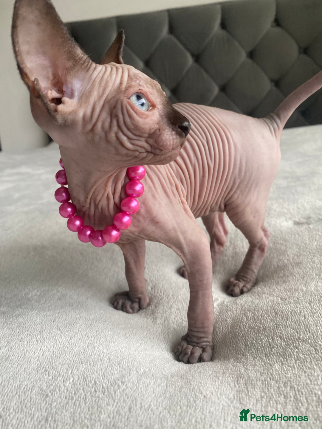 Sphynx cats for sale: Canadian sphinx kittens blue eyes girls  - Image 22