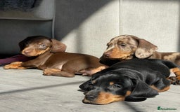Miniature Dachshund dogs for sale: Chocolate Miniature Wieners pups!! - Image 7