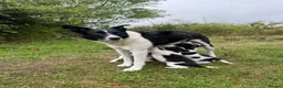 Border Collie dogs for sale: 13 week old Border Collie  in Dorchester - Advert 5
