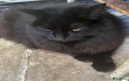 Mixed Breed cats for adoption: Rescue cat Kiki needs a new home - Image 1