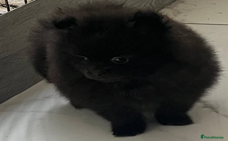 Pomeranian dogs - Advert 1