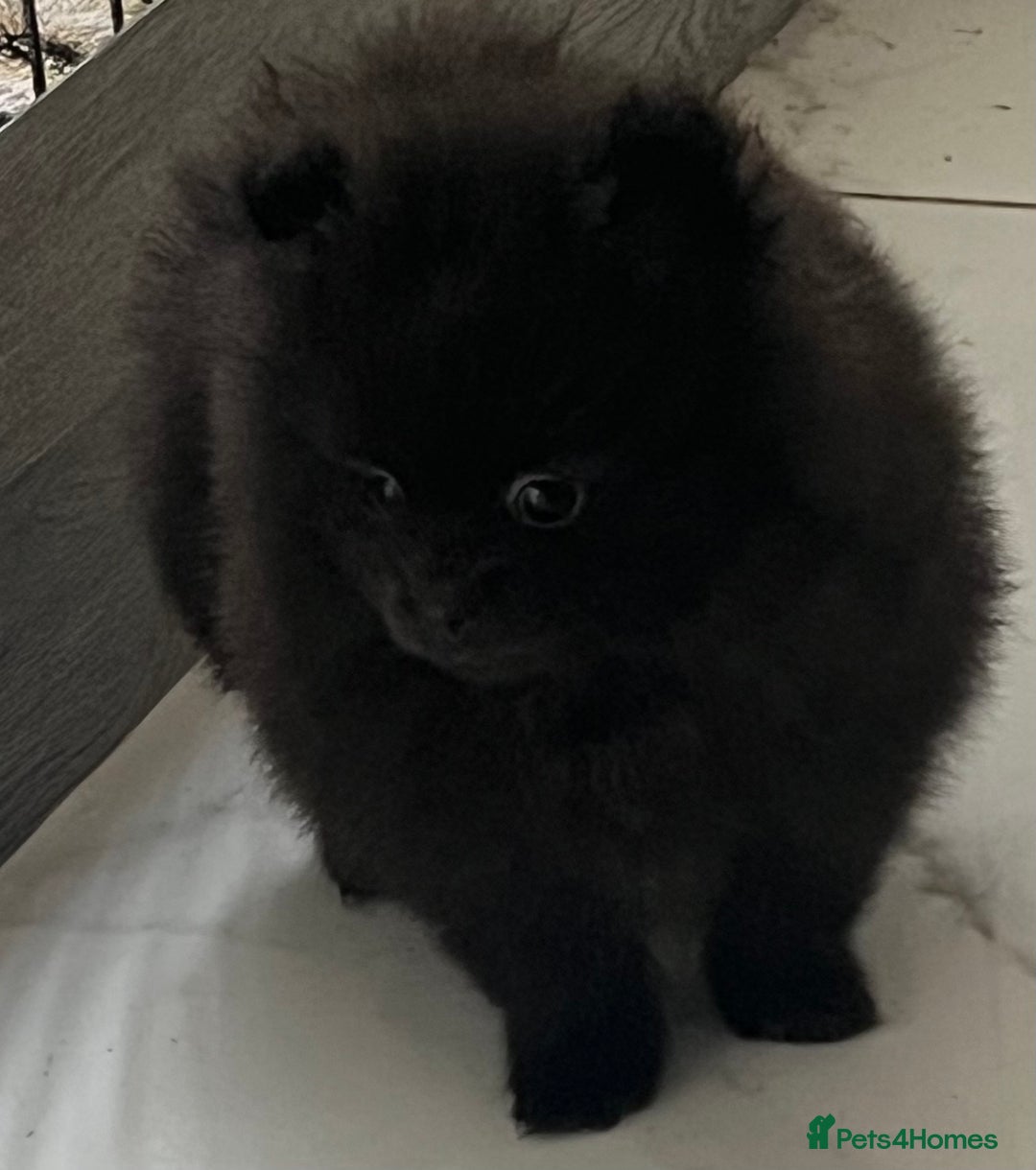 Pomeranian dogs for sale: Beautiful Pomeranians babies ready now! - Image 3