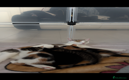 Domestic Shorthair cats for sale: SERIOUS HOMES ONLY - Image 9