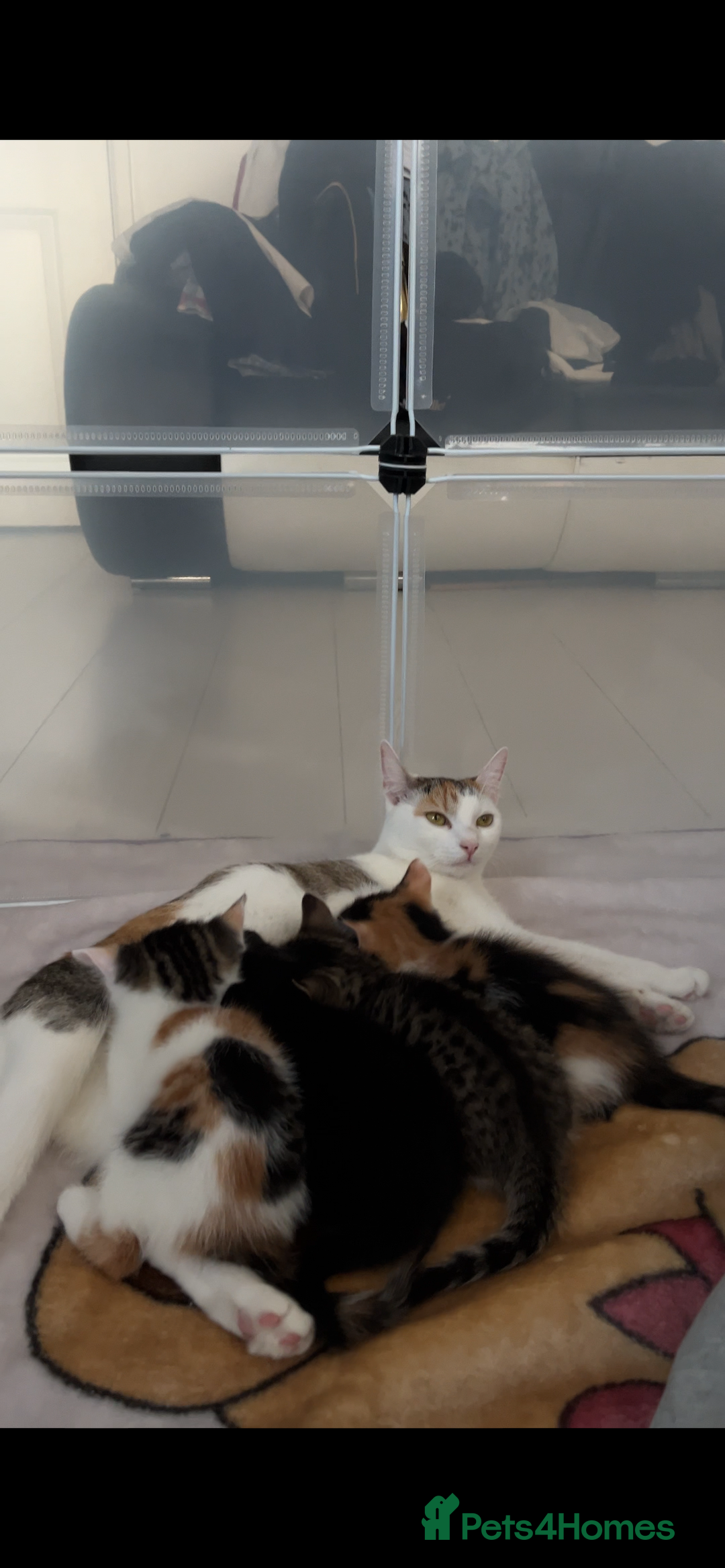 Domestic Shorthair cats for sale: SERIOUS HOMES ONLY - Image 9