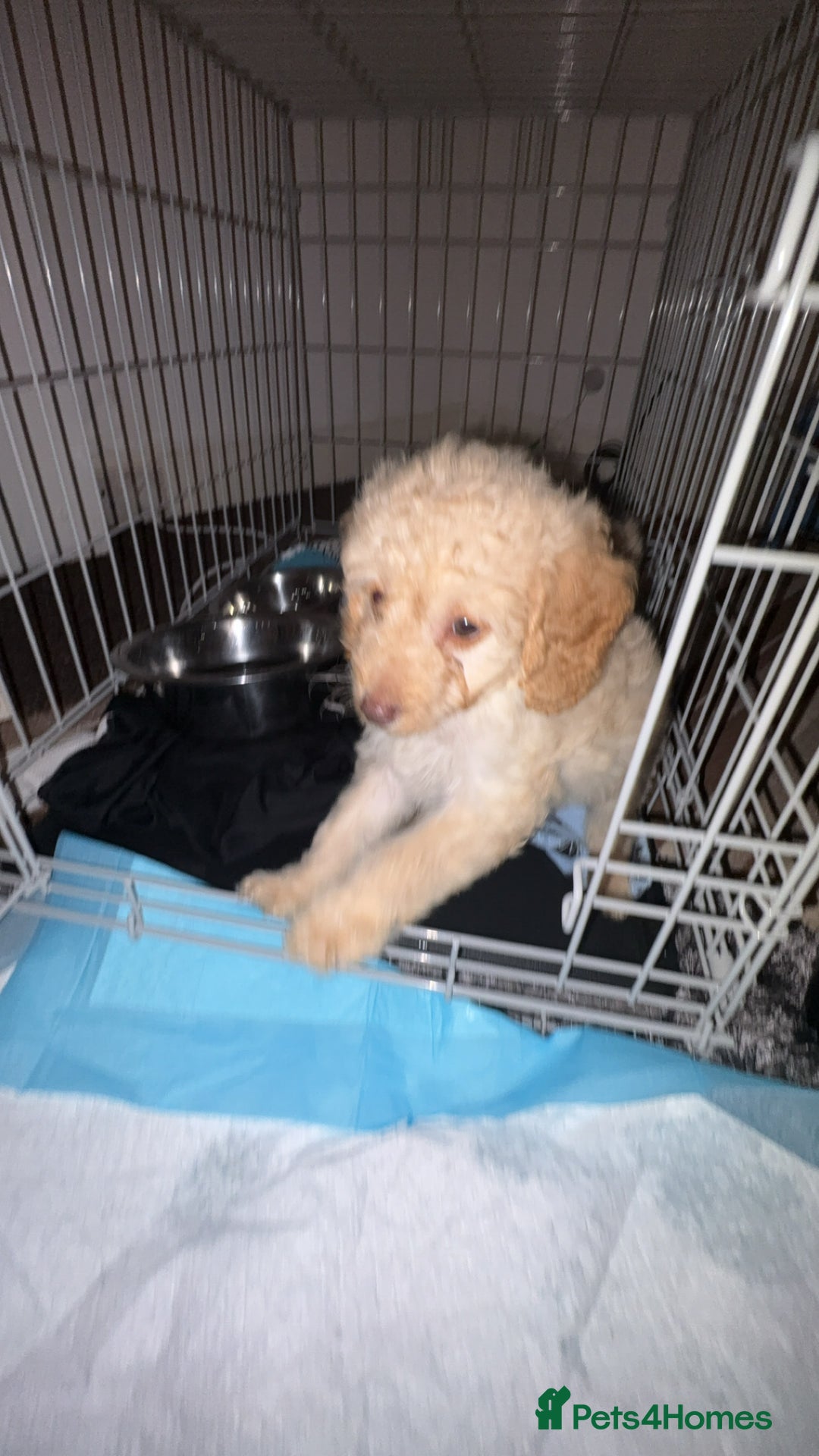 Cockapoo dogs for sale: Cockapoo - Advert 1