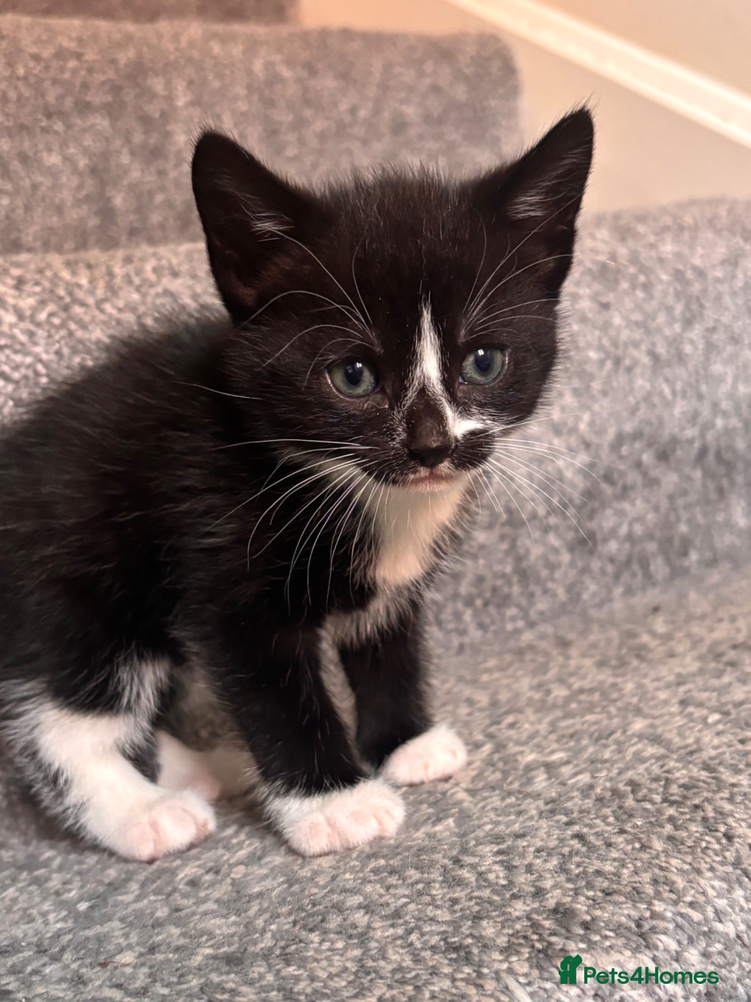 Mixed Breed cats Gorgeous kittens for sale  - Advert 1